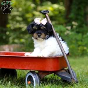 Princess, Yorkie Poo Puppy